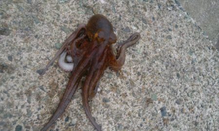 学校終わりのタコ釣り